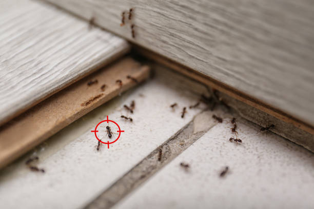 Best Affordable Pest Control Services  in Land O Lakes, FL