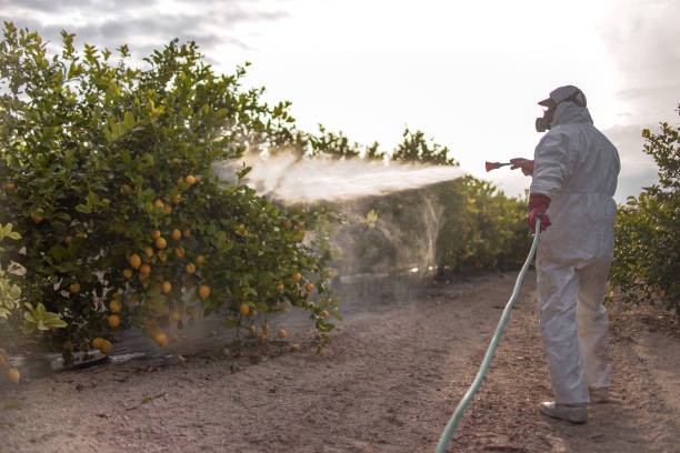 Best Termite Control Services  in Land O Lakes, FL