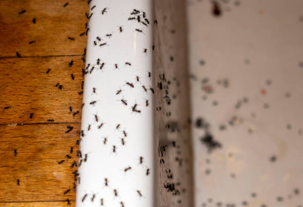 Pest Prevention Services in Land O Lakes, FL