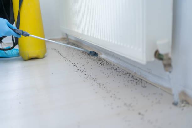 Best Spider Control Near Me  in Land O Lakes, FL